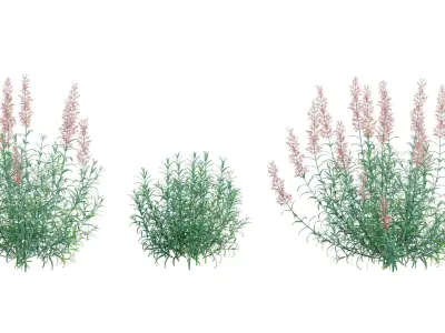 Agastache rupestris - Sunset Hyssop 3D model