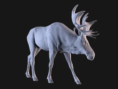 Moose 3D print model