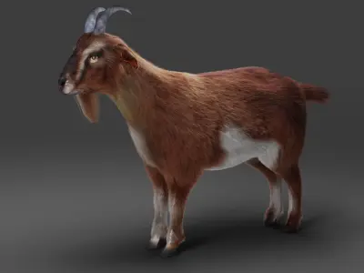 Fur Goat 04 NO Rigged in Blender  Low-poly 3D model