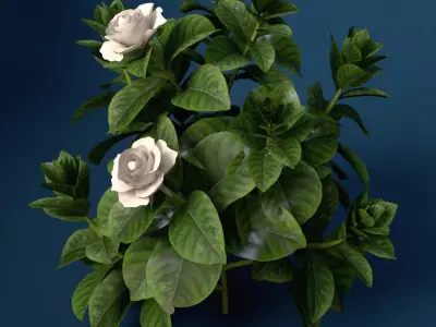 XfrogPlants Gardenia 3D model