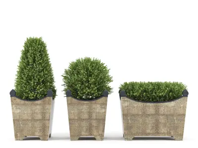 BOXWOOD TOPIARY 3D model