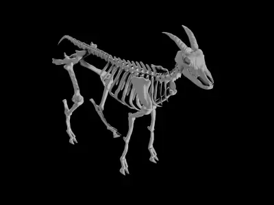 Goat Skeleton Low-poly 3D model