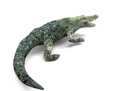 3D Crocodile rigged with animated  Low-poly 3D model