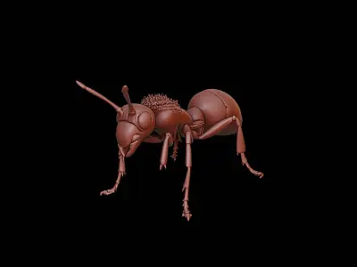 Ant Animal Sculpture 3D print model buy