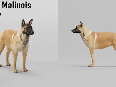 Belgian Malinois Low poly 3D model