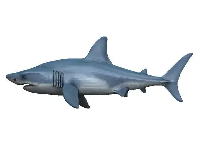 Shark Low-poly 3D model 47