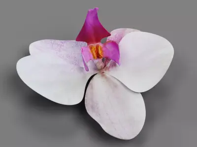 Phalaenopsis Orchid Bloom 3D model