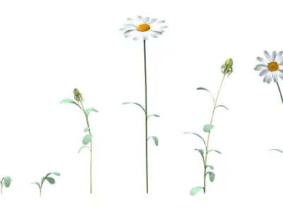 Daisy Flower 3D model