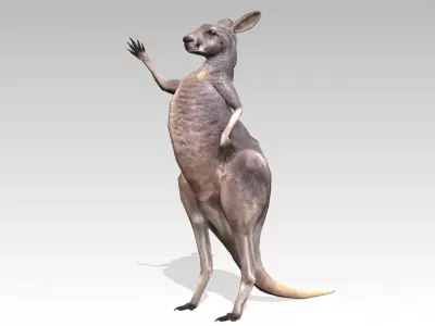 Kangaroo Animated Low-poly 3D model