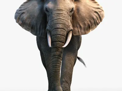 African Elephant XGEN CORE RIGGED 3D model