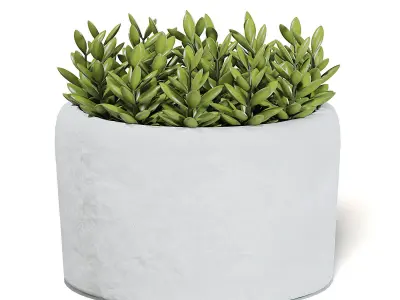 Plant in Stone Pot 3D Model 3D model