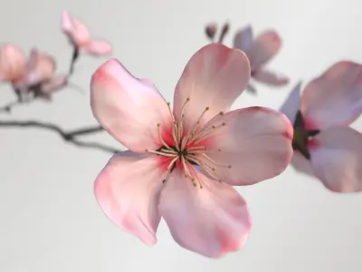Sakura Branch Low-poly 3D model