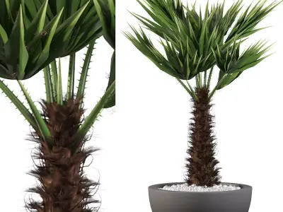 Chamaerops palm 3D model