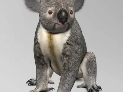 Koala 3D model
