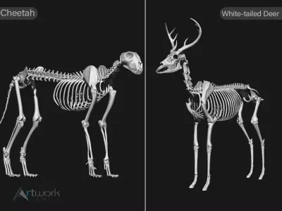 Cheetah And White-tailed Deer skeletons 3D model