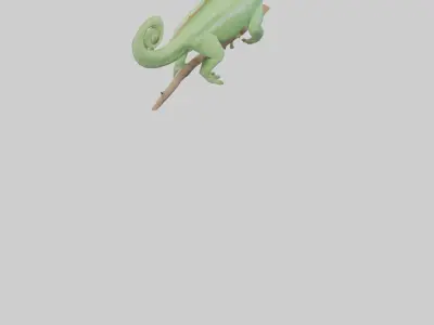 Parsons Chameleon displaying model Low-poly 3D model