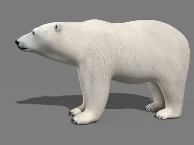 Polar Bear PRO 3D model