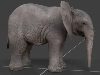 baby Elephant  3D model