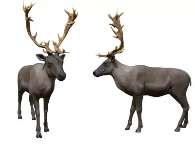 Reindeer  Low-poly 3D model