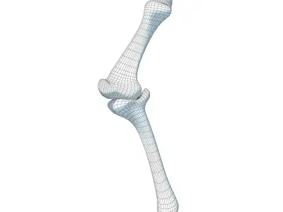 Bones of Animal Leg  3D model