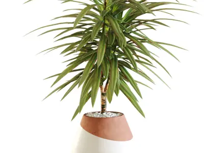  Collection of plants in different pots - Dracaena - 5 models 3D model