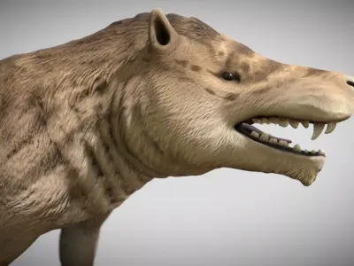 Andrewsarchus mongoliensis  Low-poly 3D model