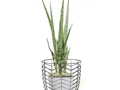Snake Plant 3D Model in White Pot 3D model