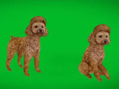 Toy Poodle Dog Low-poly 3D model