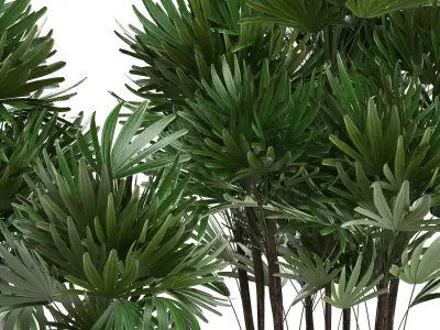 Rhapis palms 3D model