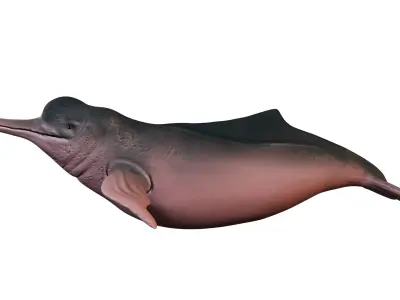 Boto Cor de Rosa - Pink dolphin Low-poly 3D model