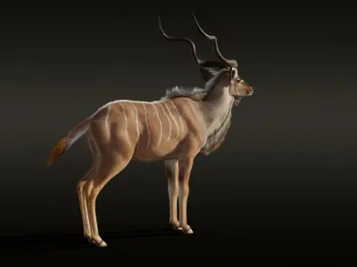 Greater Kudu Male Animated 3D model