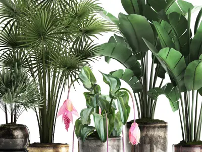 Collection Exotic plants 373 3D model