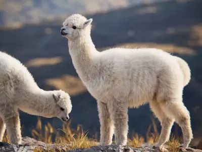 Alpaca Animated VFX Grace 3D model