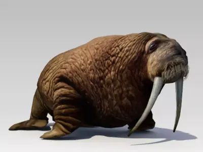 Walrus Animated 3D model