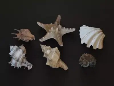 Sea shells collection Vol 1 Low-poly 3D model