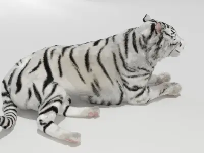 White tiger 3D model