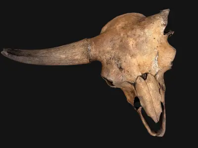 Bull Cow Skull Low-poly 3D model