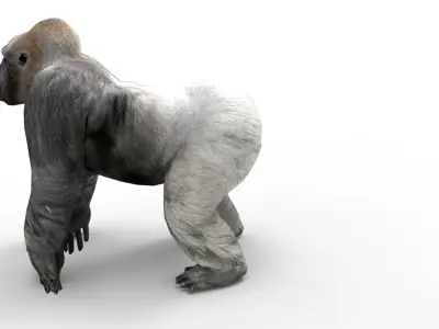  gorilla Rigged 3D Models game ready Low-poly 3D model