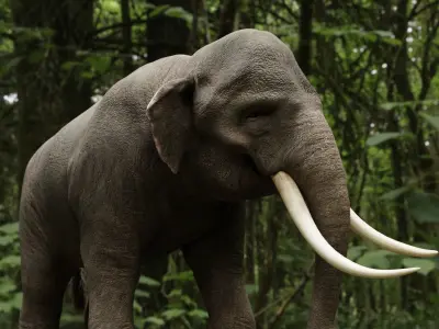 Asian elephant Low-poly 3D model