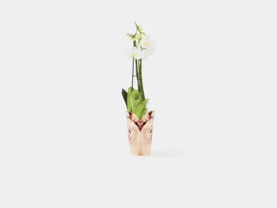 Phalaenopsis hybrid Duetto 4 branch Low-poly 3D model