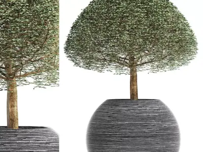 Plants Collection 176 Ligustrum Lucidum 3D model