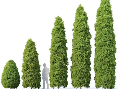 Golden oriental arborvitae Nr1 Five sizes 2-6m 3D model