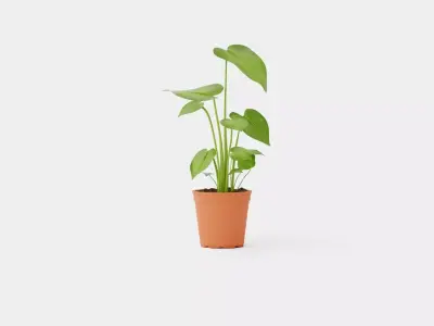 Monstera deliciosa Low-poly 3D model
