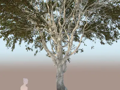 Ficus nitida tree mature  3D model