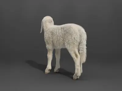 Young Assaf Sheep With 1 Animation  VFX Grace 3D model