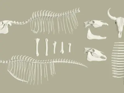 Animals bones with skulls Low-poly 3D model