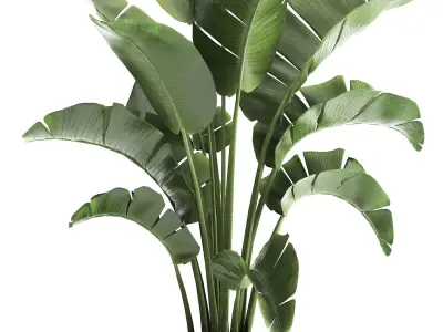 Houseplants in a black pot for the interior 916 3D model