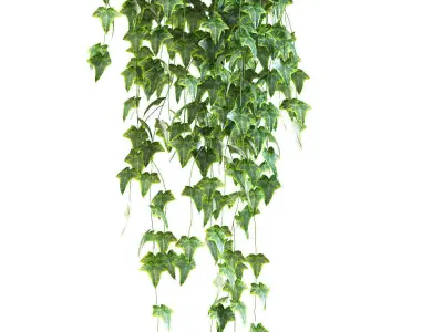 Set of 3 pots ivy models on the shelves 3D model