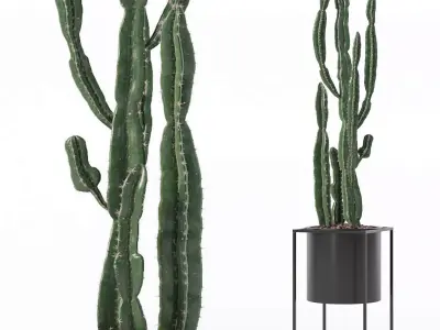Euphorbia candelabrum cactus in modern flower pot 3D model