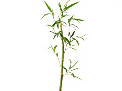 Bamboo Plant Model Pack Low-poly 3D model